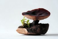 Dark brown mushroom with wide cap growing on soil fragment with small green moss plants. Isolated on white background for nature and botanical design.