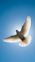 White dove flying with outstretched wings against clear blue sky symbolizing peace, freedom and spirituality for religious and inspirational concepts.