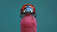 Red ladybug beetle perched on textured pink strawberry surface against teal background, macro photography showcasing insect details and fruit texture.