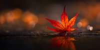 Vibrant red maple leaf fallen on wet surface with reflection and warm bokeh background, symbolizing autumn season and nature's transformation.