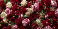 Luxurious floral arrangement with red roses, pink peonies and cream flowers creating romantic backdrop for weddings, valentines day and special occasions.