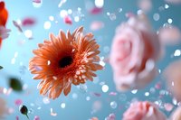 Dreamy peach gerbera daisy and pink roses floating in air with water drops and bokeh lights against soft blue background, creating ethereal romantic atmosphere.