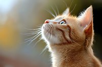 Ginger cat with blue eyes looking up against blurred background, close-up portrait showing whiskers and soft fur in warm natural lighting.