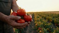 Farmer hands holding fresh ripe red tomatoes at sunset in agricultural field. Organic vegetable harvest concept for healthy eating and sustainable farming.