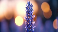 Purple lavender flower spike in soft focus with warm golden bokeh lights creating dreamy atmospheric background for aromatherapy and wellness designs.