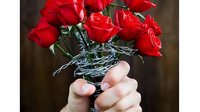Red roses wrapped in barbed wire held in hands against dark background, representing love and pain concept, metaphor for dangerous romance and emotional conflict.