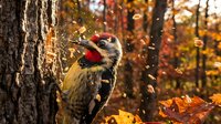 Pileated woodpecker drilling tree trunk in autumn forest with falling wood chips and colorful fall foliage creating dynamic wildlife scene.