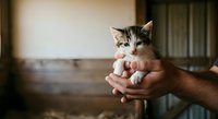 Tabby and white kitten held in hands of unrecognizable person indoors, showing affection and care for young domestic pet adoption concept.