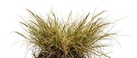 Ornamental grass plant with fine, wispy golden-brown foliage isolated on white background, suitable for landscape design, garden visualization, and digital compositing projects.