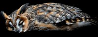 Sleeping long-eared owl with distinctive facial disc and feather patterns isolated on black background.