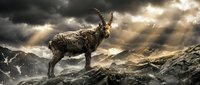 Wild mountain goat standing on rocky cliff against dramatic stormy sky with sunbeams breaking through dark clouds in rugged alpine landscape.