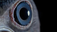 Extreme macro close-up of bright blue fish eye with detailed texture, scales, and reflective surface showing intricate anatomical structure and natural light reflection.