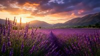 Lavender field at sunset with purple flowers blooming in rows, dramatic sky with golden clouds over mountain landscape, peaceful countryside scenery.