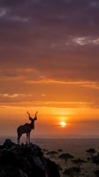 Majestic antelope silhouette standing on rocky outcrop against dramatic sunset sky over African savanna landscape with acacia trees and golden horizon.