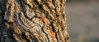 Close-up of tree bark texture with natural ridges and weathered patterns, suitable for backgrounds, nature designs, and environmental graphics.