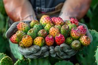 Fresh colorful prickly pear cactus fruits held in gardening gloves, showing vibrant yellow, pink and green hues with characteristic spiny texture in natural light.