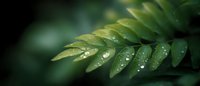 Fresh green fern leaf with morning dew drops in soft focus against dark background, macro nature photography showing natural moisture and freshness.