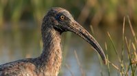 Glossy ibis wading bird with curved beak in natural wetland habitat during golden hour light for wildlife photography and nature documentation.