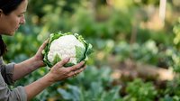 Farmer holding fresh white cauliflower head in vegetable garden with blurred green plants background, harvest time agriculture concept.