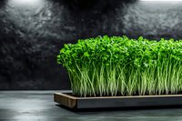 Fresh microgreens growing in wooden tray against dark background, vibrant green sprouts with delicate stems, healthy organic produce for culinary use.