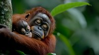 Tender moment between orangutan mother and baby sleeping peacefully in natural rainforest habitat, displaying strong family bond and maternal care in wildlife.