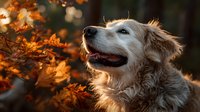 Golden retriever dog enjoying autumn season surrounded by colorful fall foliage with warm sunlight creating magical bokeh background atmosphere.