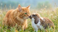Orange tabby cat and brown-white rabbit touching noses in green grass field. Friendship and companionship between different species outdoors.