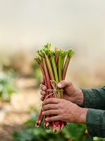 Farmer holding fresh rhubarb bunch with green leaves and red stalks tied together, harvested from garden field for cooking and culinary use.