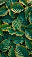 Dense layer of green serrated leaves with golden edges and detailed veins, forming a rich natural full-frame botanical background for eco design.