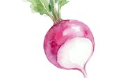 Fresh radish with green leaves isolated on white background, suitable for food, cooking, nutrition, and healthy eating content.