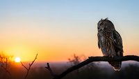 Majestic owl perched on branch during golden hour sunset with warm sky colors and silhouetted landscape creating peaceful wildlife scene for nature photography.