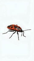 Red and black assassin bug isolated on white background, suitable for educational materials, entomology resources, and nature design projects.
