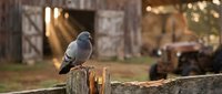 Pigeon perched on weathered wooden post in rustic farm setting with barn and vintage tractor in soft golden sunlight, suitable for agricultural and rural themes.