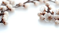 Delicate white cherry blossoms on branches against soft white background, creating gentle spring atmosphere with selective focus and copy space for text.