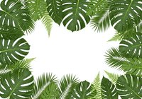 Tropical leaves frame with monstera and palm fronds creating natural border on white background for summer designs and botanical decorations.