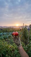 Farmer hand holding fresh ripe red tomato at sunset in organic vegetable garden with dramatic sky background for agricultural and farming concepts.