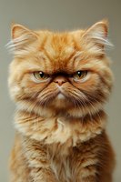 Grumpy ginger Persian cat with stern expression and distinctive flat face looking directly at camera. Long fluffy fur and amber eyes create dramatic portrait.