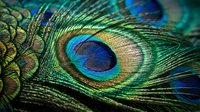 Vibrant peacock feather with iridescent blue and green eye pattern displaying natural beauty and exotic plumage texture for decorative design projects.