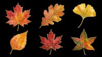Six watercolor autumn leaves in warm red, orange, and yellow tones, isolated on transparent background. Great for T-shirts, stickers, clipart, sublimation, and print on demand.