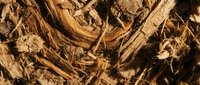 Natural brown wood chips and bark mulch texture for landscaping and gardening projects. Organic ground cover material background.