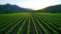 Rows of young grape vines stretch toward distant mountains at sunset, creating geometric patterns across lush agricultural valley with vibrant green foliage.