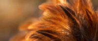 Macro shot of golden-brown feathers with soft, warm lighting and shallow depth of field, showcasing fine texture details and natural color gradients for wildlife and nature content.