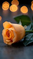 Peach rose with water drops on petals against blurred bokeh lights background, romantic mood captured in soft focus with dark wooden surface.