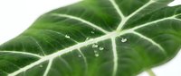 Close-up of fresh green leaf with water droplets on white background, showcasing natural texture and veins for organic wellness designs.