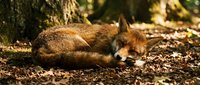 Reddish-brown fox resting on forest ground covered with leaves and twigs, suitable for wildlife, nature, and animal photography projects.