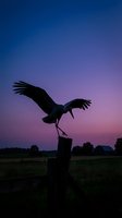 Silhouette of large bird with spread wings landing on wooden fence post against dramatic purple pink sunset sky over rural countryside landscape.