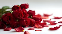 Elegant bouquet of deep red roses with scattered petals on white surface, symbolizing romance and passion for Valentine's Day celebrations.