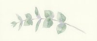 Watercolor eucalyptus branch with soft green leaves on neutral background, isolated for botanical design, wedding invitations, and home decor projects.