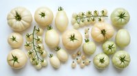 White tomatoes, various sizes and stages of ripeness, arranged on white background, suitable for food photography, culinary design, and agricultural content.