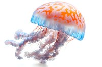 Luminous jellyfish with orange cap and blue translucent bell floating gracefully in water, tentacles flowing beneath in soft pastel colors against white background.